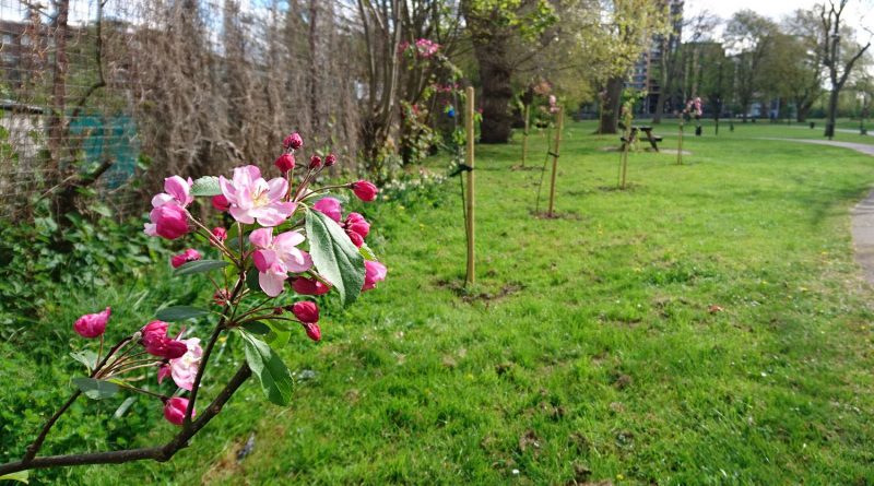 Row of crab apple trees with pink flowers at Meath Gardens, East London