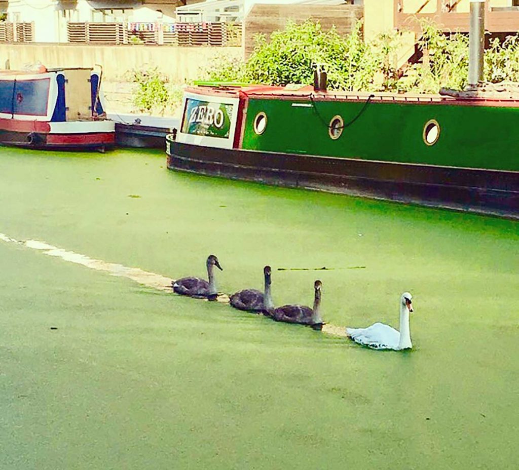 Three cygnets swim behind a swan on canal with barge in background