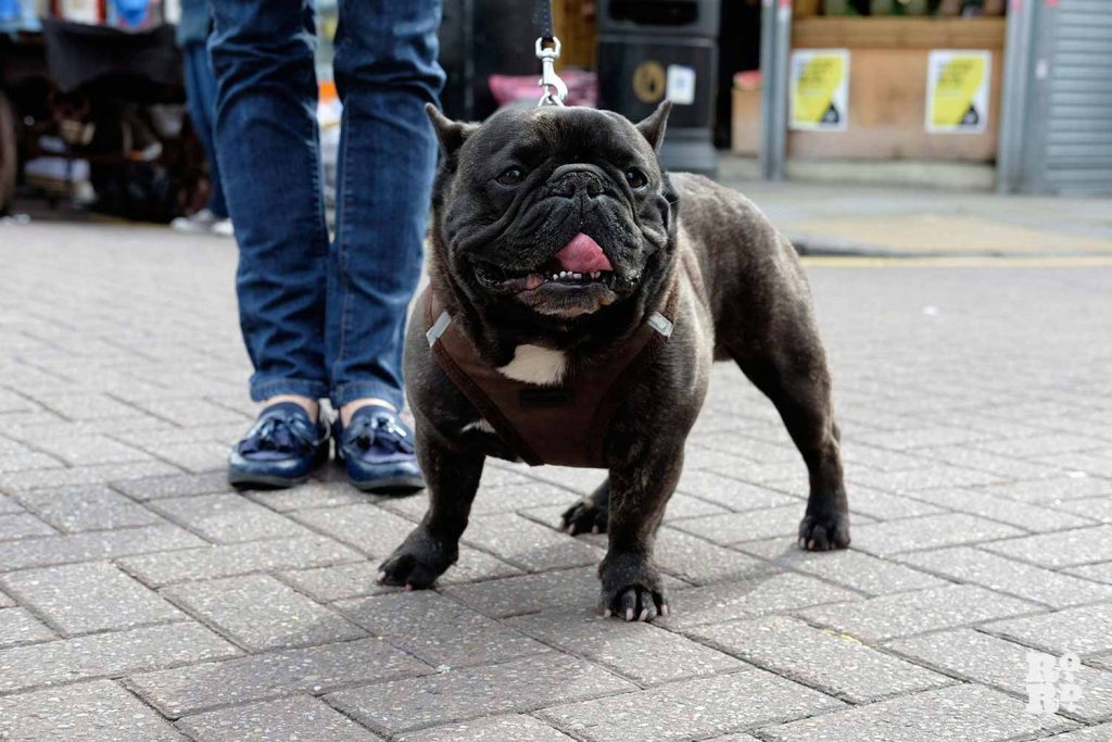 French bulldog and owner on Roman Road Market, East London