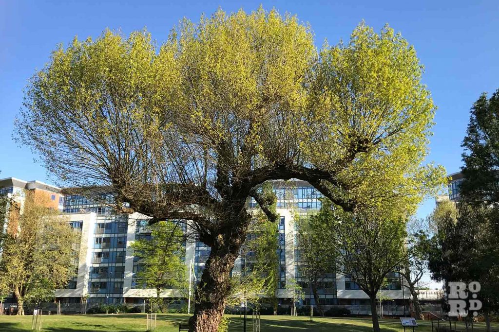 Rare black poplar tree in Meath Garden, East London.