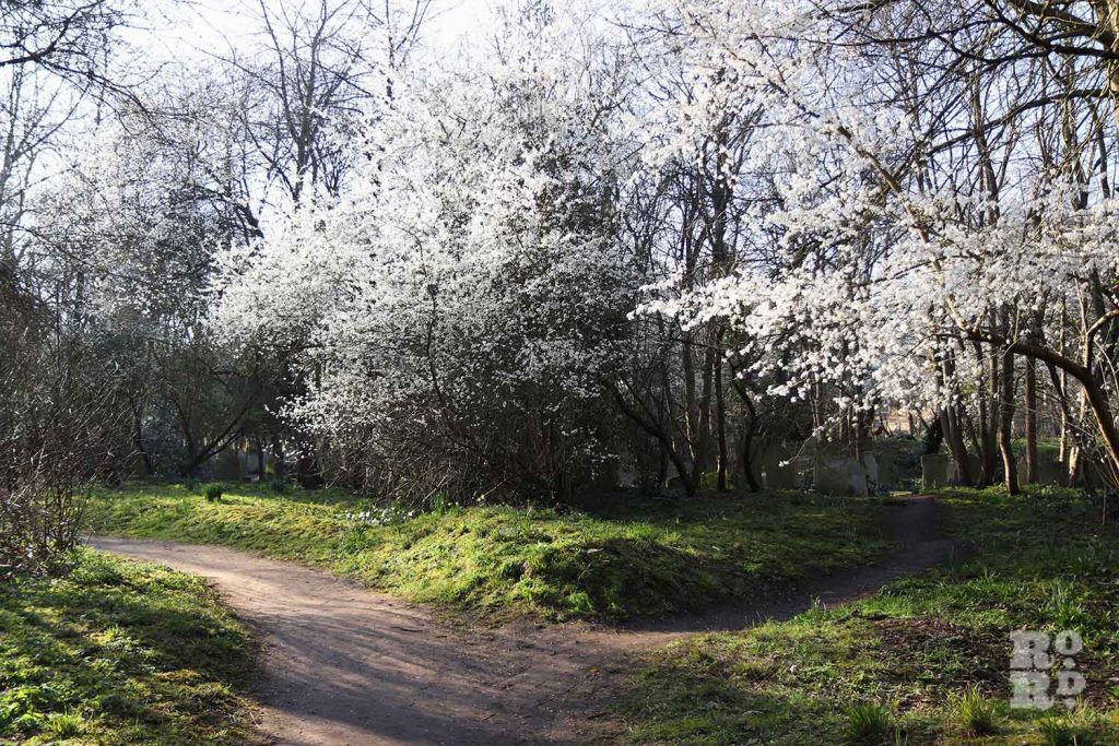 Hawthorn blossom, Tower Hamlets Cemetery Park, spring flowers, 2021