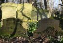 Daffodils among graves, Tower Hamlets Cemetery Park, spring flowers, 2021