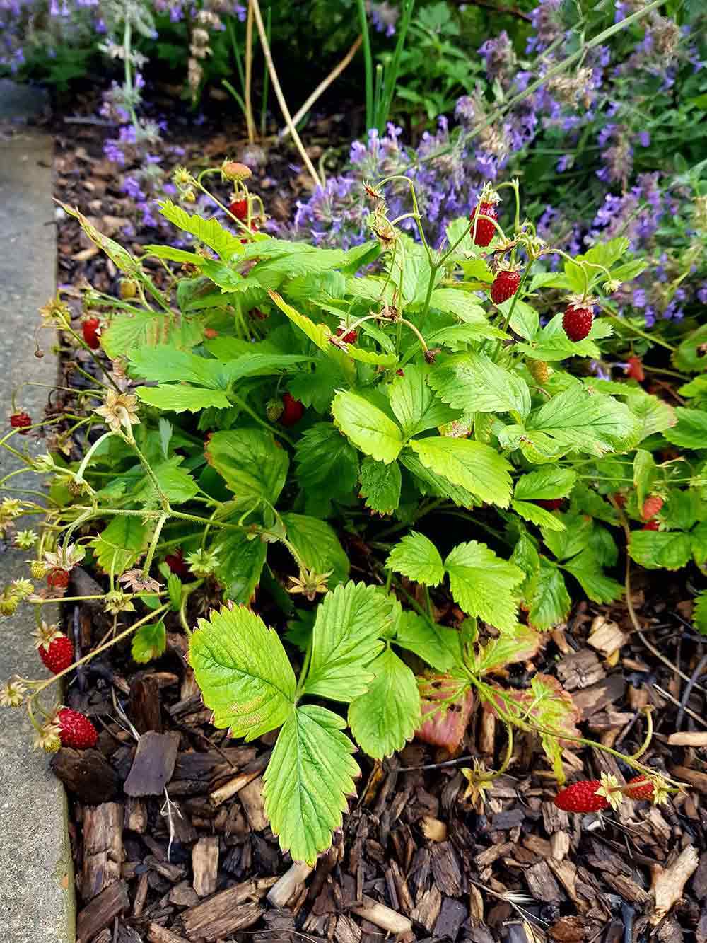 Strawberries grow in Ambrose Walk Community Garden, Mile End, East London