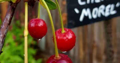 Cherry plant with red cherries in Ambrose Walk Community Garden, Mile End, East London