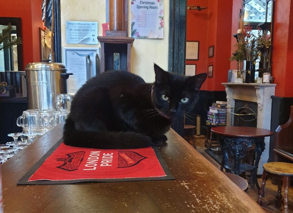 Beyonce, the pub cat from the Lord Tredegar, is sassy but enjoys affection.