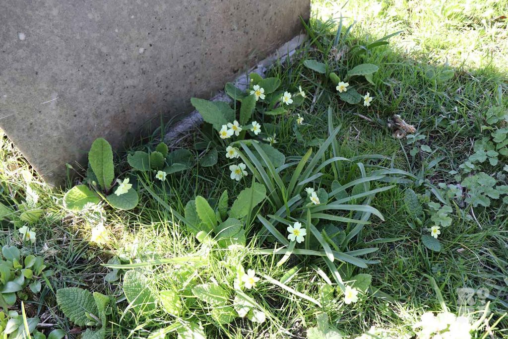 Small yellow flowers in grass at Tower Hamlets Bow Cemetery foraging walk