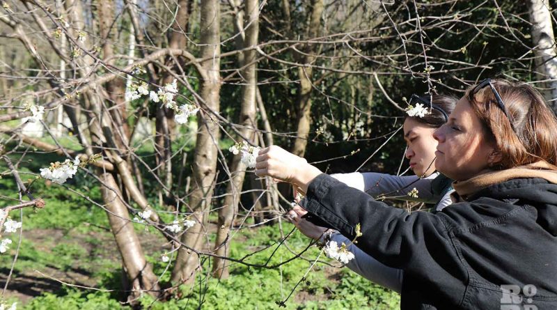 Two women foraging buds on a tree. Tower Hamlets Bow Cemetery foraging walk.