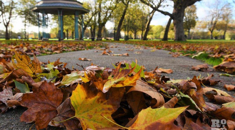 Autumn leaves, Victoria Park, East London, 2022.