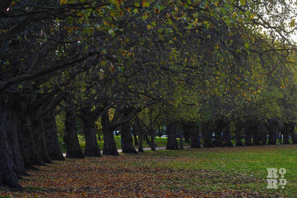 Avenue of trees, Victoria Park in autumn, East London, 2022.