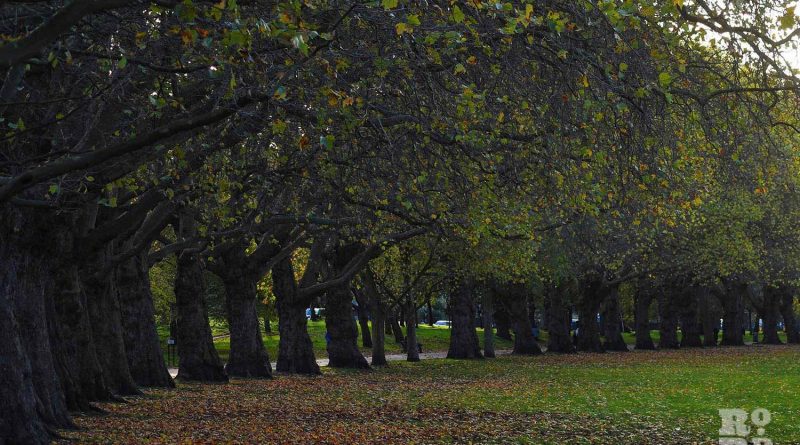 Avenue of trees, Victoria Park in autumn, East London, 2022.