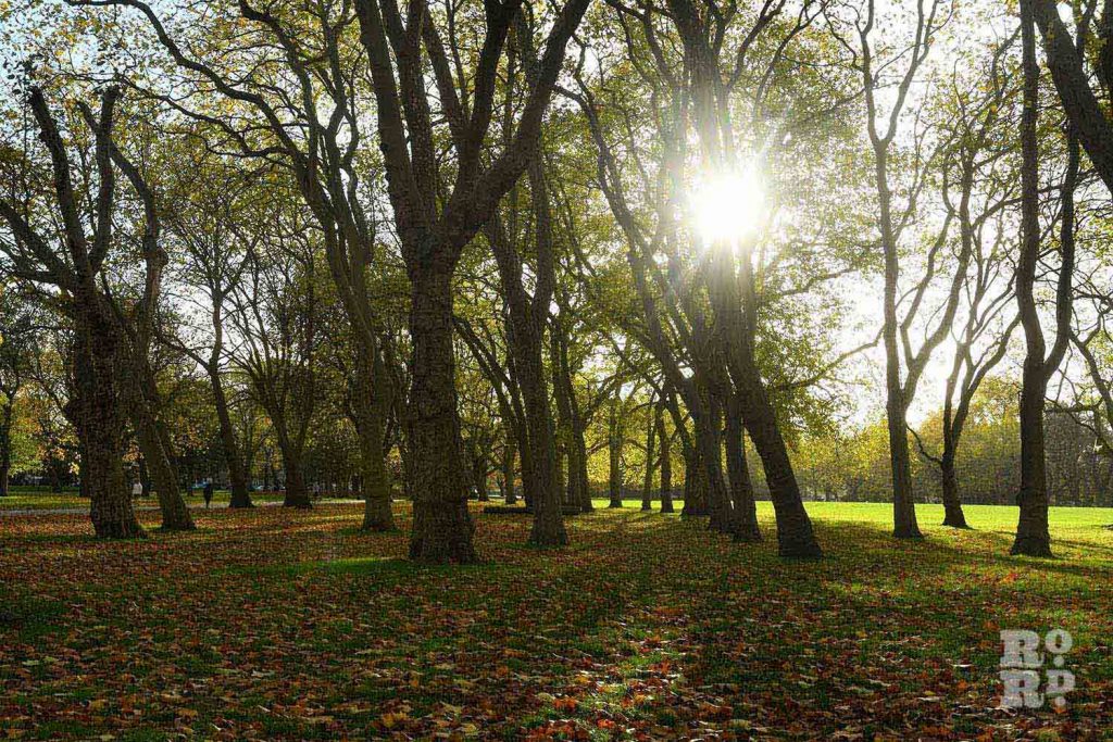 Sunlight through trees, Victoria Park in autumn, East London, 2022.