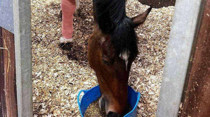 Urbane, a police horse recovering from a dog attack, eating in the stables.