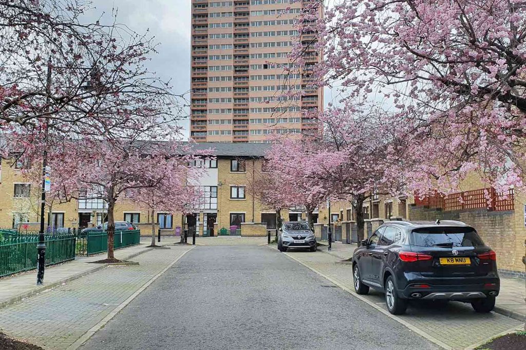Cherry blossom trees lining Cedar Close in Bow with Clare House in the background.