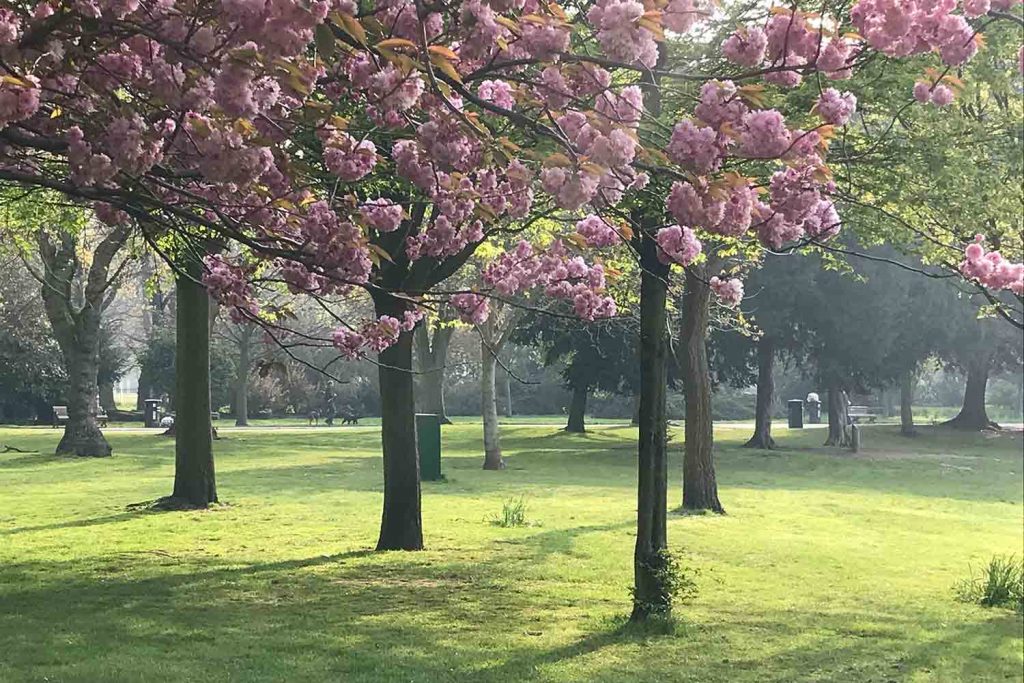 Cherry blossom trees in Victoria Park.