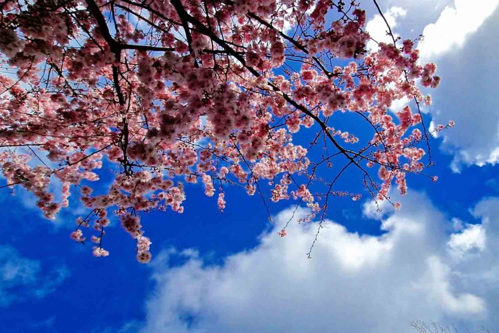 Cherry blossoms against a blue sky with clouds, taken on Kenilworth Road, Bow.