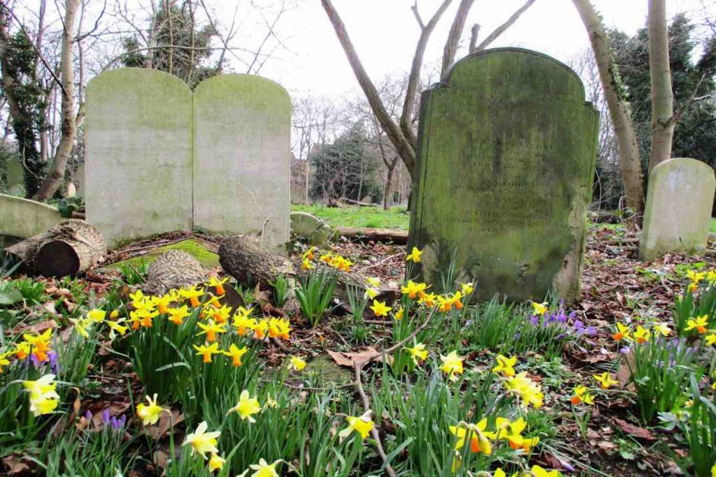 Daffodils among the gravestones of Tower Hamlets Cemetery Park, Bow, East London.