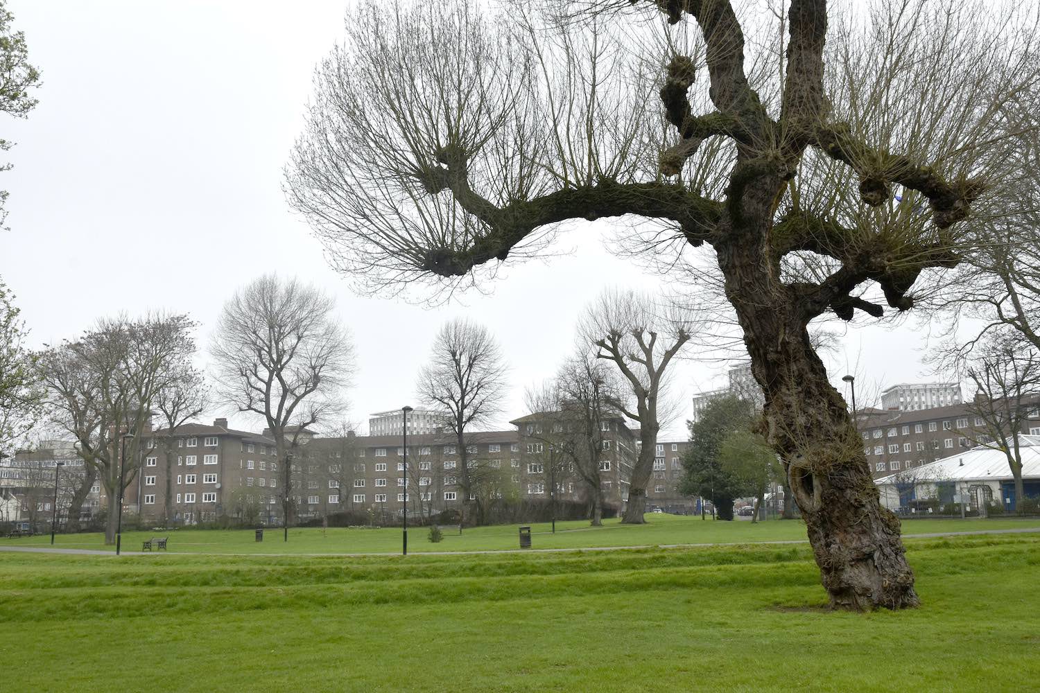 Poplar in Meath Gardens, East London