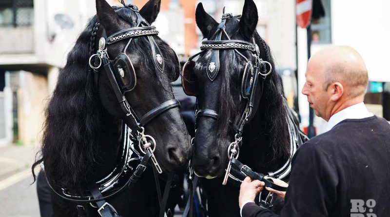 Two black Friesian horses in a horse-drawn funeral procession in the East End.