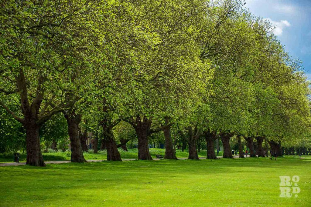An avenue of trees in Victoria Park, Tower Hamlets, East London.