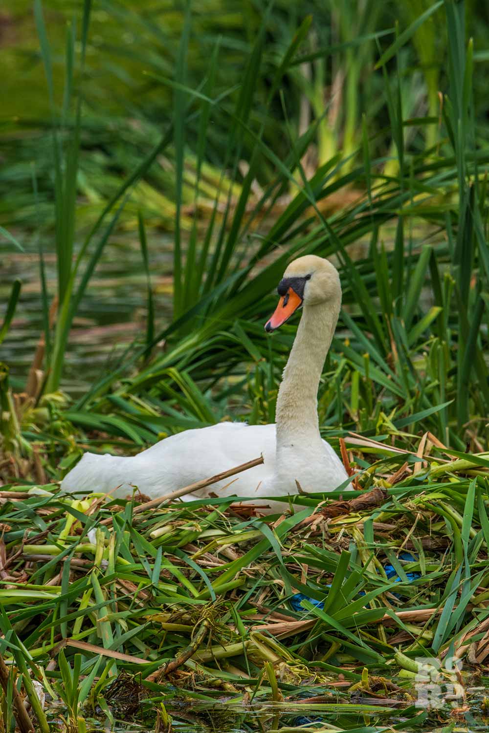 A swan, nesting in reeds in Victoria Park, Tower Hamlets, East London.