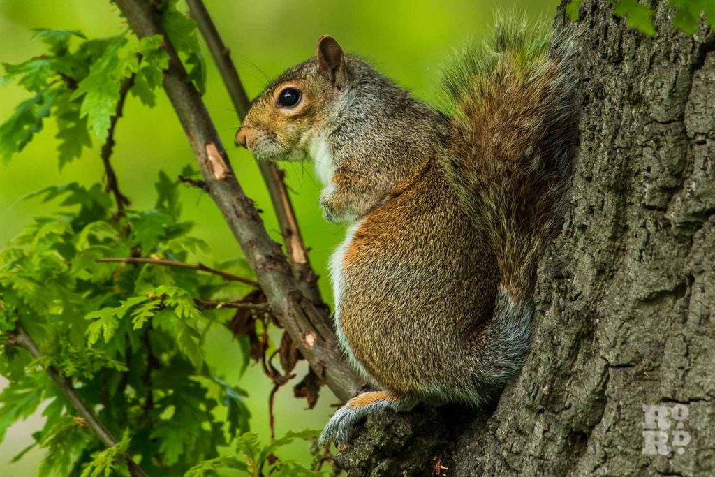 A grey squirrel in Victoria Park, Tower Hamlets, East London.