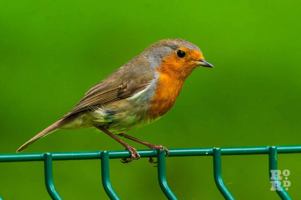 A robin in Victoria Park, Tower Hamlets, East London.