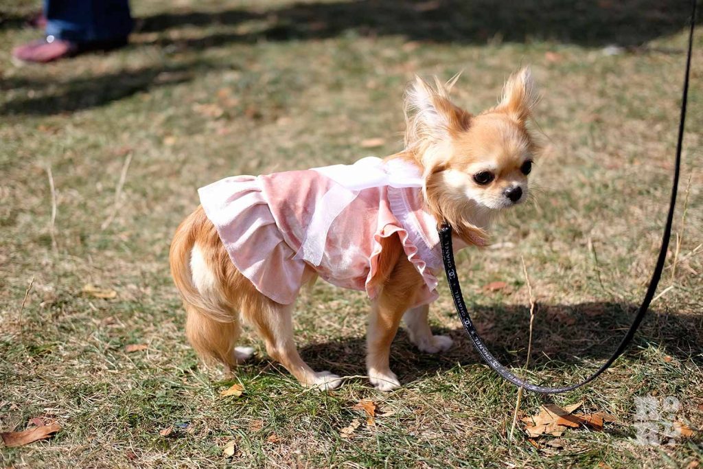 Chihuahua wearing a pink coat at Victoria Park Dog Show, East London