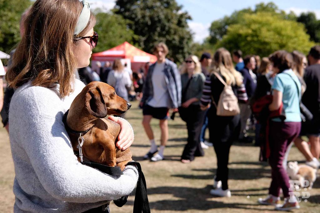 Dachshund being held at Victoria Park Dog Show, East London