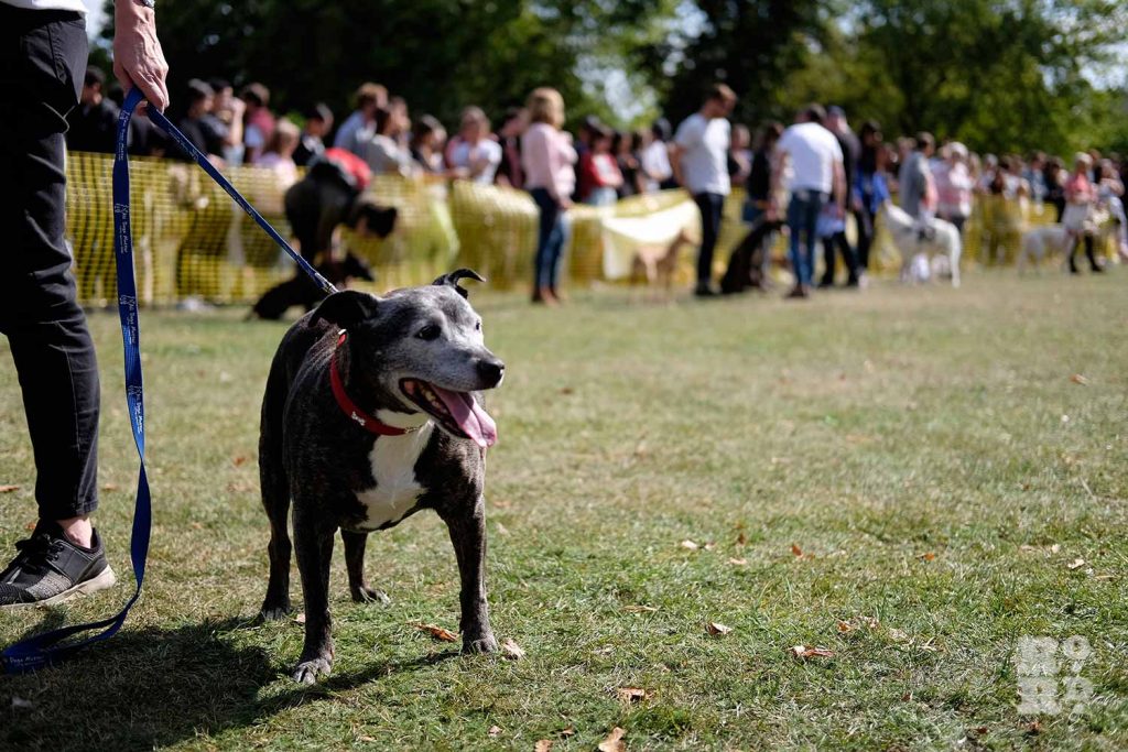 Dog on a lead at Victoria Park Dog Show, East London