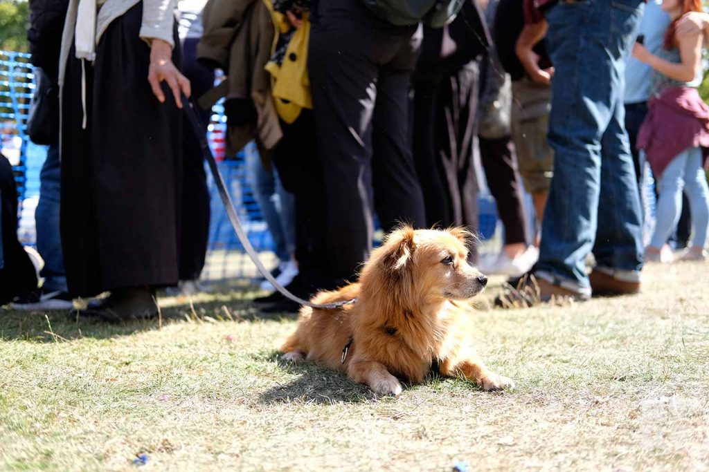 Ginger dog laying down in the sunshine at Victoria Park Dog Show, East London