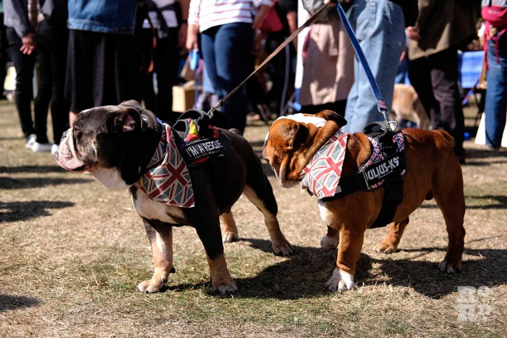 Rescue Bulldogs at Victoria Park Dog Show, East London