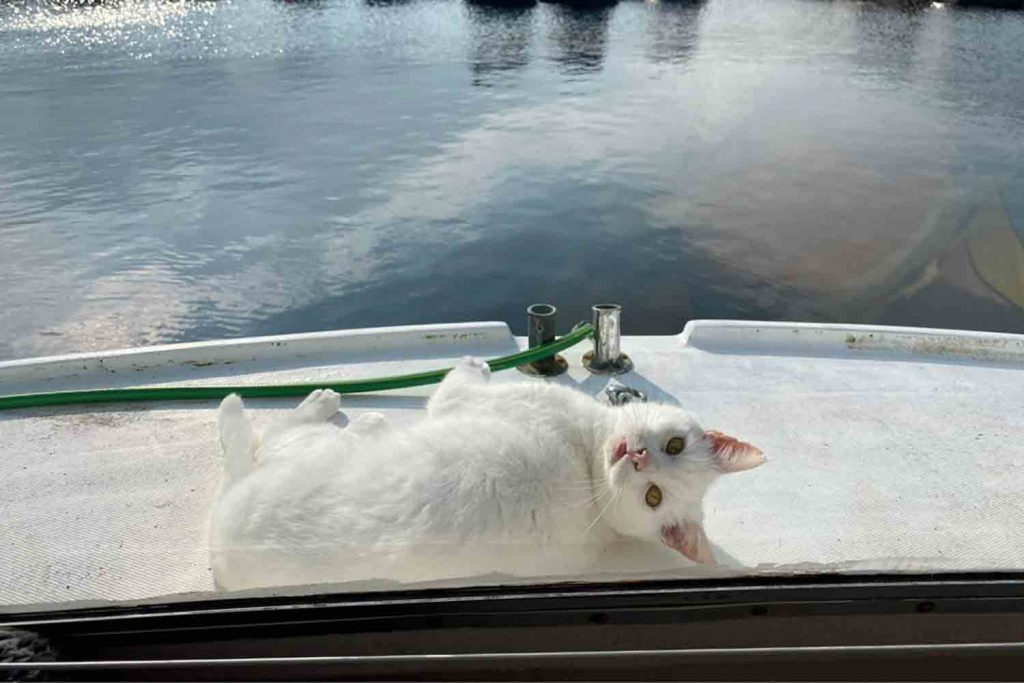 Alfie the white cat lounging in the sun on his boat, East London