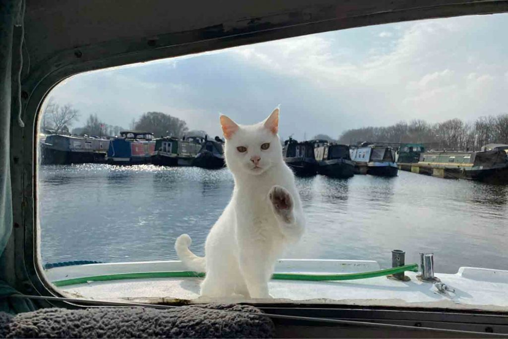 Alfie the white cat putting his paw on the window, East London