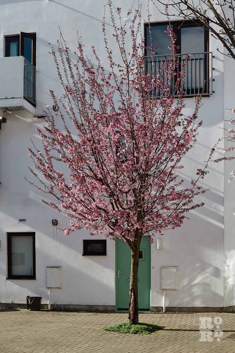 White flats with pink blossom in Donnybrook Quarter, Tower Hamlets, East London