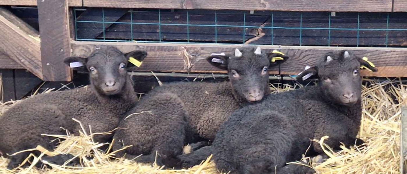 Three new born black lambs sitting in hay at Stepney City Farm in Tower Hamlets