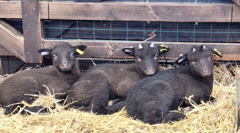 Three new born black lambs sitting in hay at Stepney City Farm in Tower Hamlets