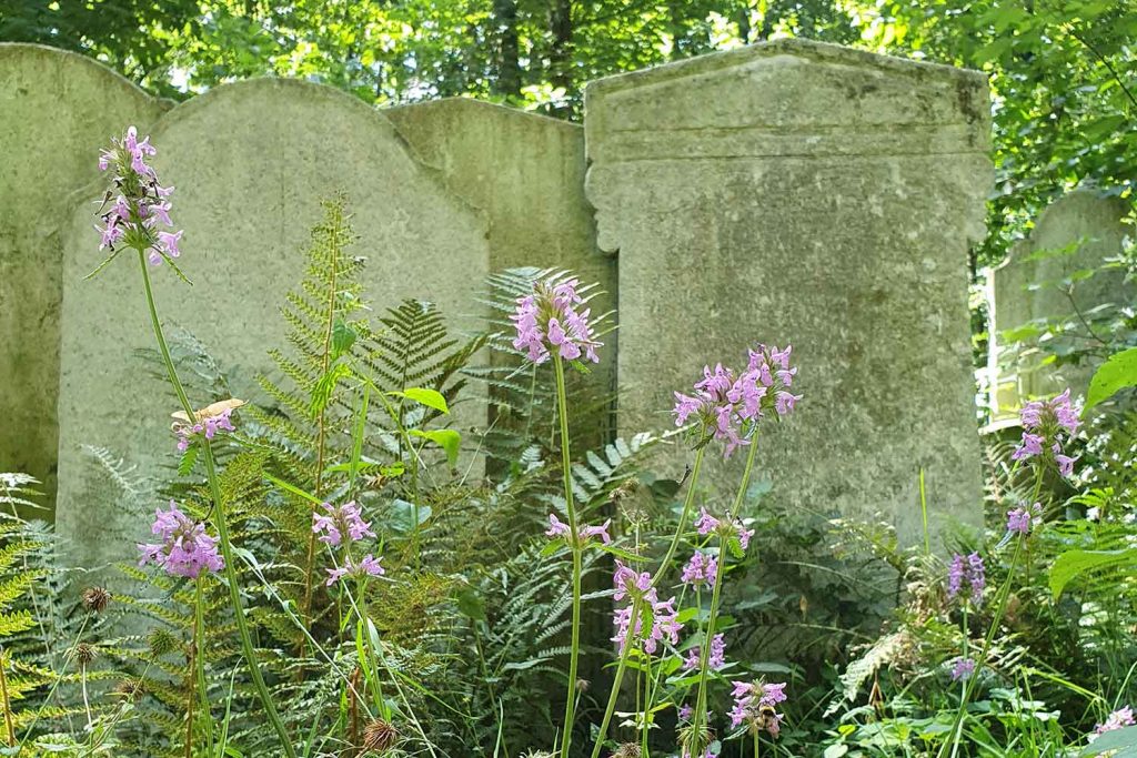 Purple spring flowers in front of some headstones in Tower Hamlets Cemetery Park