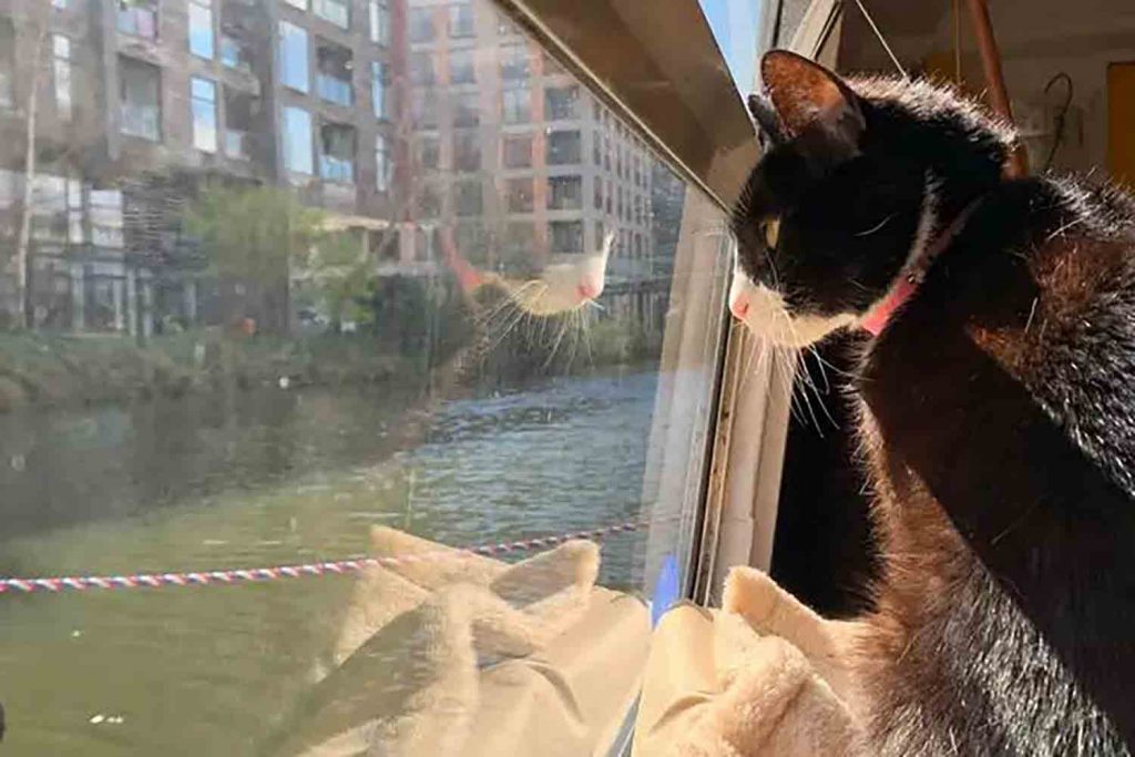 Jackie the black ad white cat lookig out of the window at the canal, East London