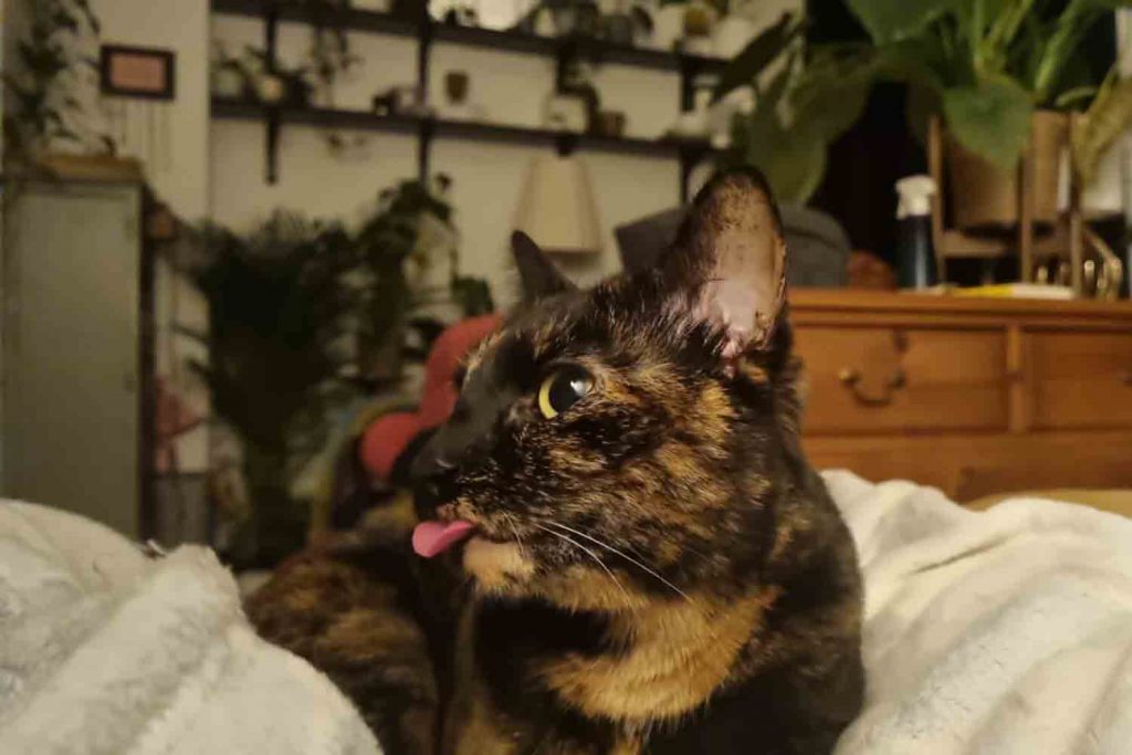 Lottie the tortoiseshell cat sticking her tongue out on her boat, East London
