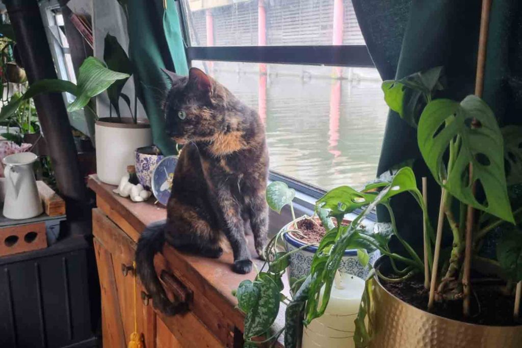 Lottie the tortoiseshell cat sat on the windowsill inside her boat, East London