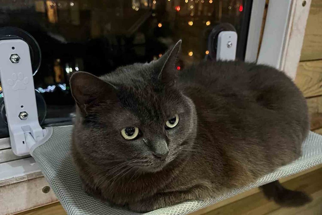 Millie the black cat sat in her hammock, East London