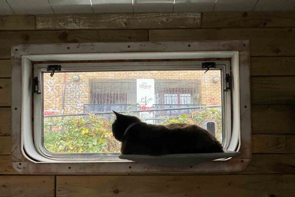 Millie the boat cat looking out of her window, East London