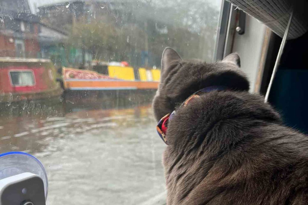 Millie the black cat looking out of the boat window at the canal, East London