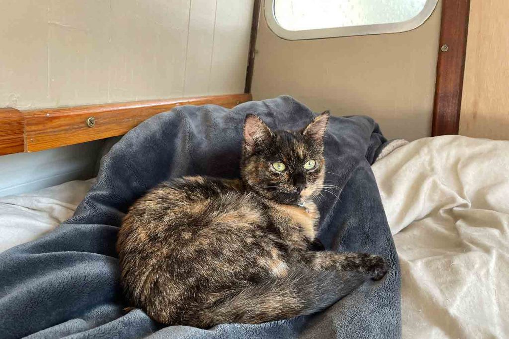 Winnie the cat laying in bed on her canal boat, East London