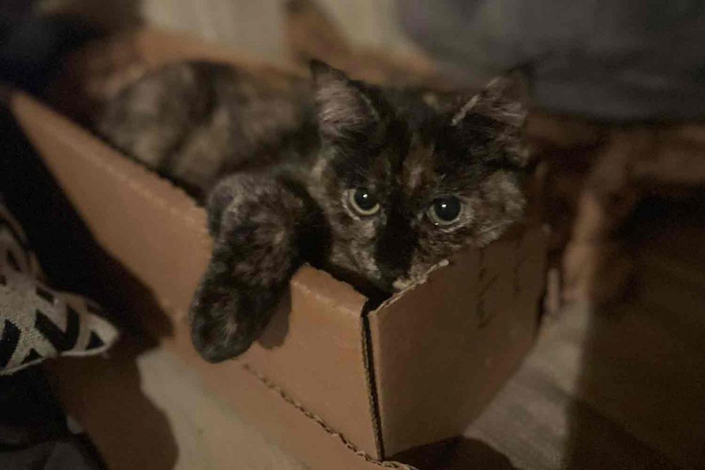 Winie the canal cat laying in a carboard box on her boat, East London