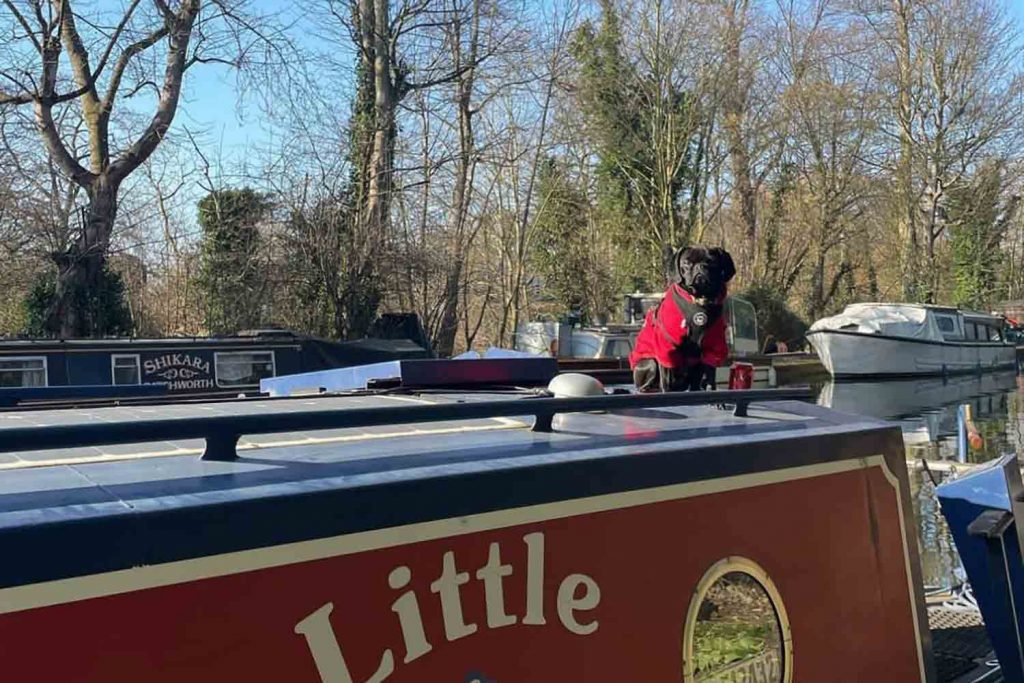 Gilbert the pug crossed brussels griffin on their canal boat, East London.