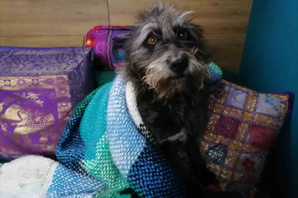 Marnie the boat dog in a blanket, East London