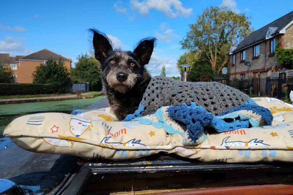 Marnie the boat dog in a blanket on deck, East London