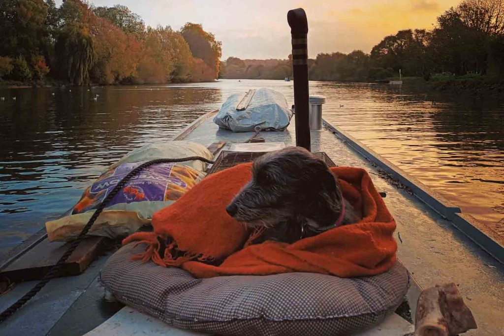 Molly the boat dog on a blanket, East London